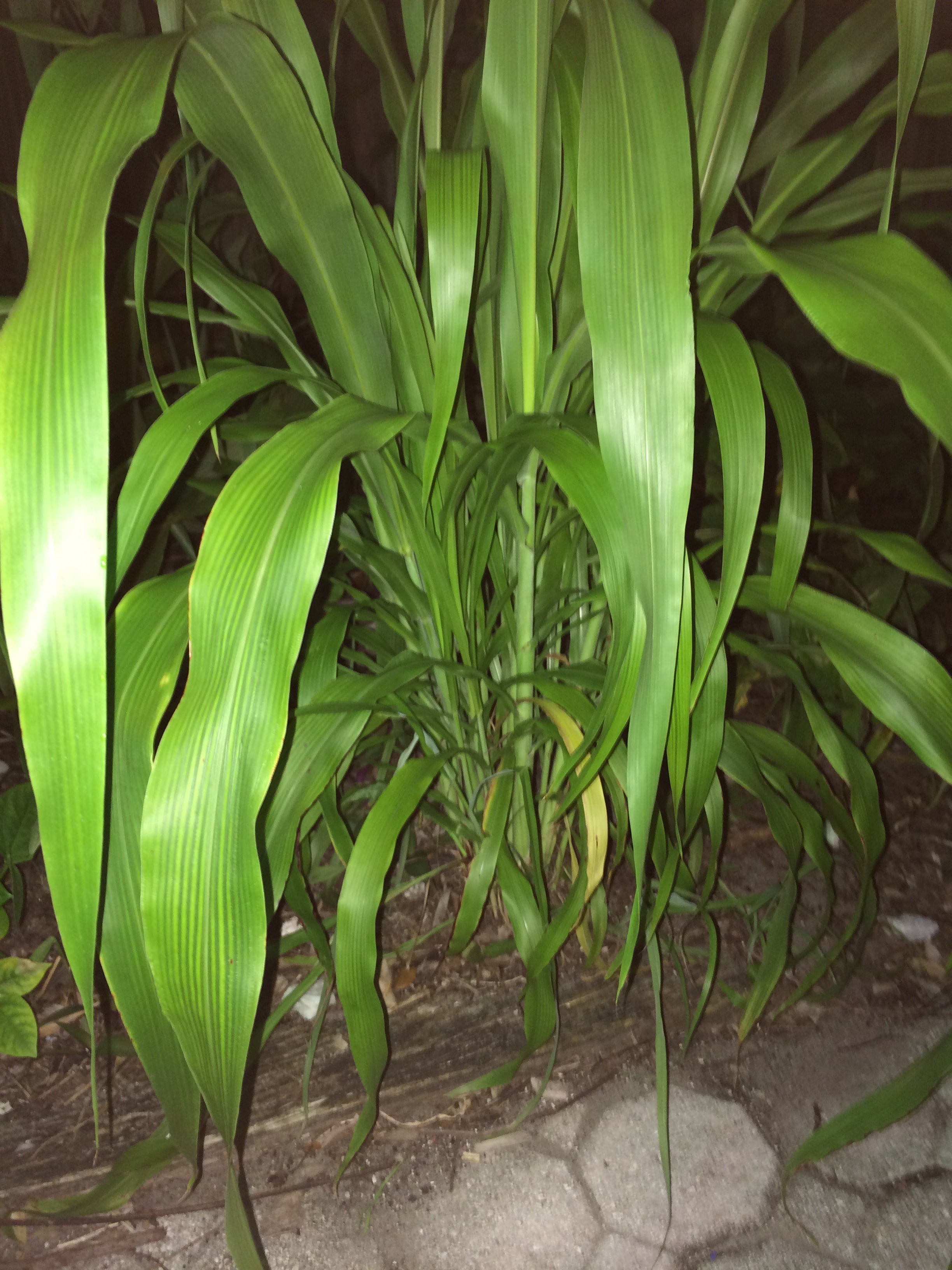 Ripkitty Sorghum Bicolor, (Milo Short) Seeds