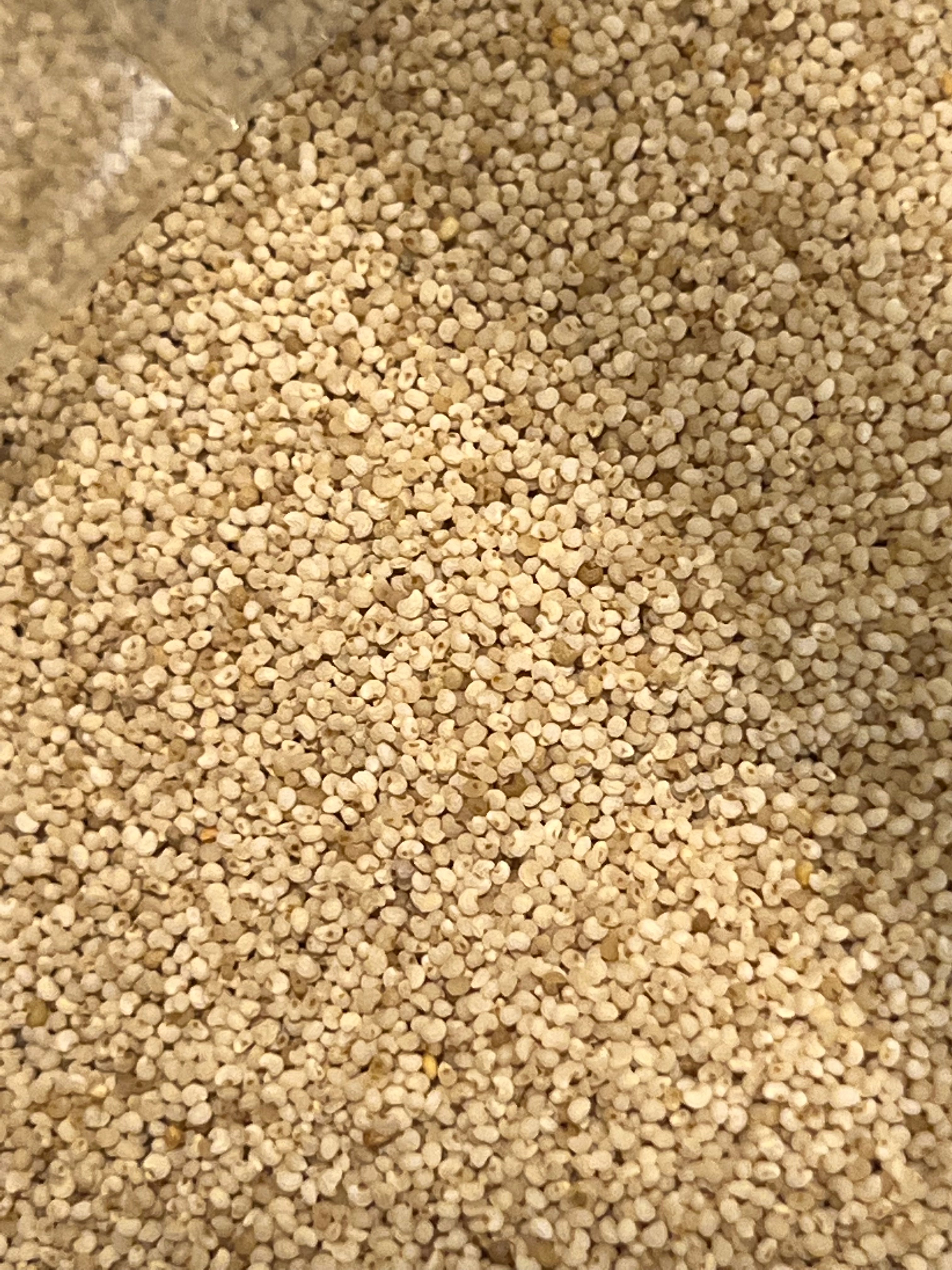 Ripkitty - White Poppy Seeds - Multicolor Ornamental