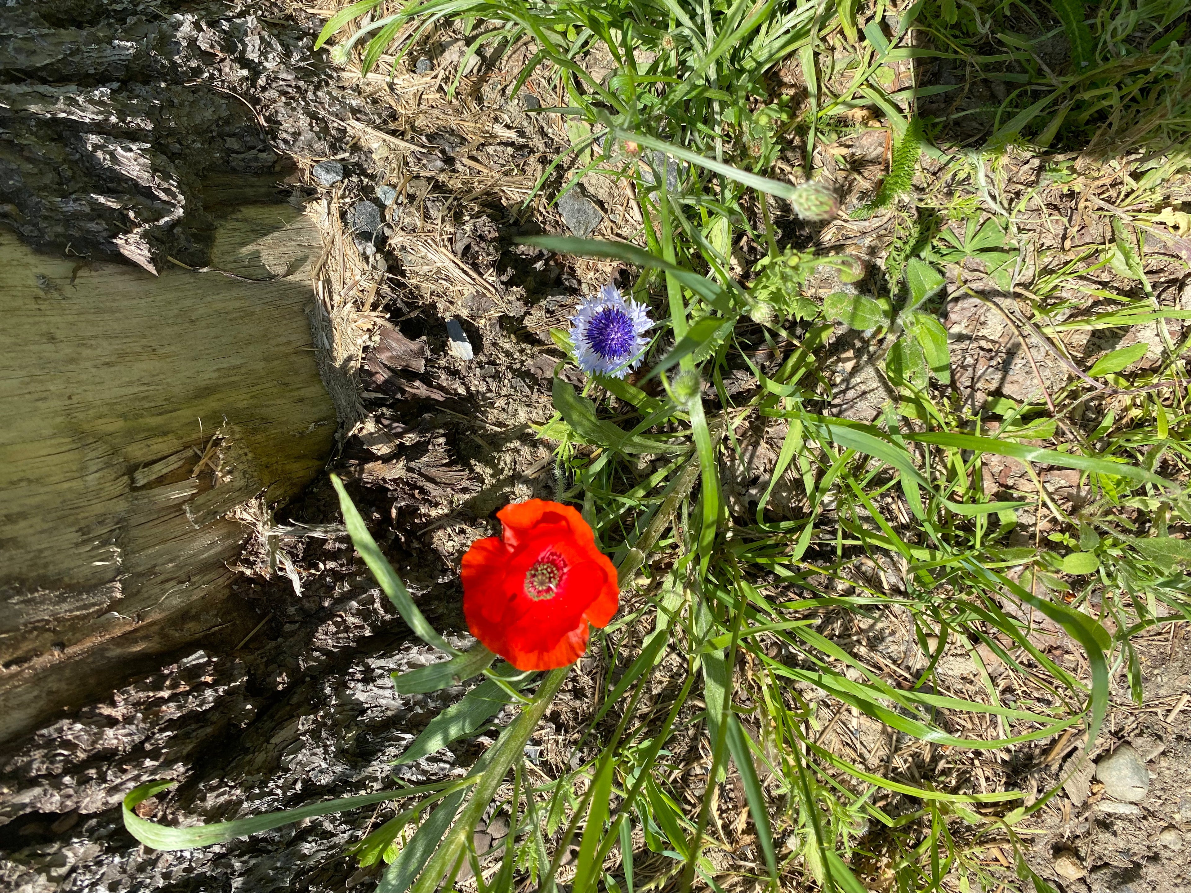 Ripkitty - White Poppy Seeds - Multicolor Ornamental