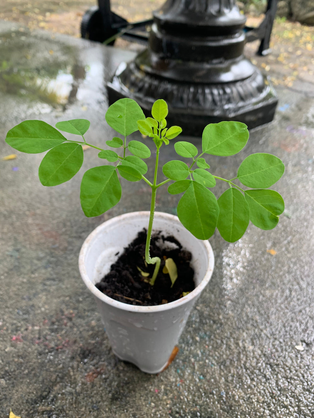 Ripkitty Moringa Oleifera Wingless Seeds, Nuts