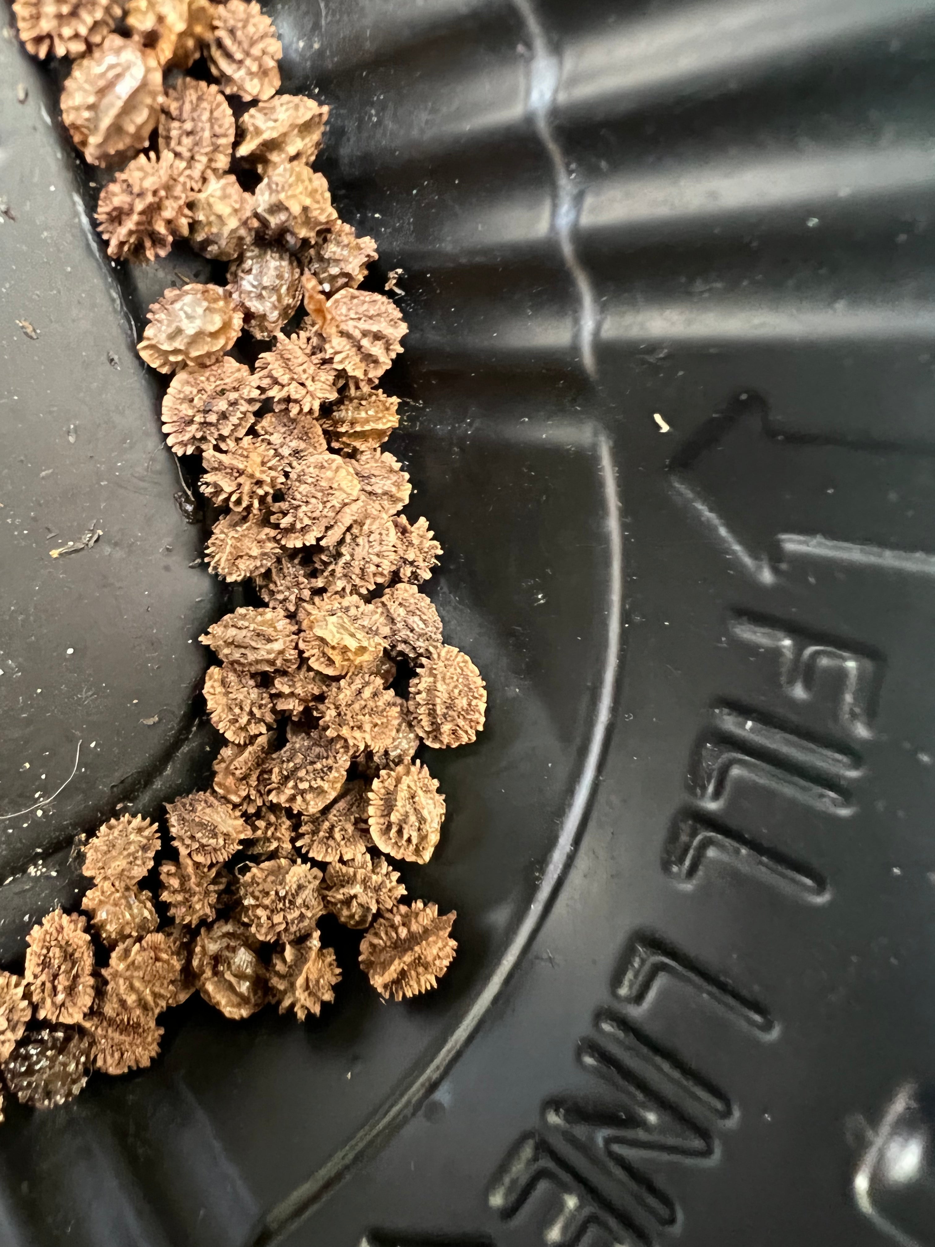 Ripkitty - Florida Carica Papaya Seeds - Plant Tall Tropical Trees