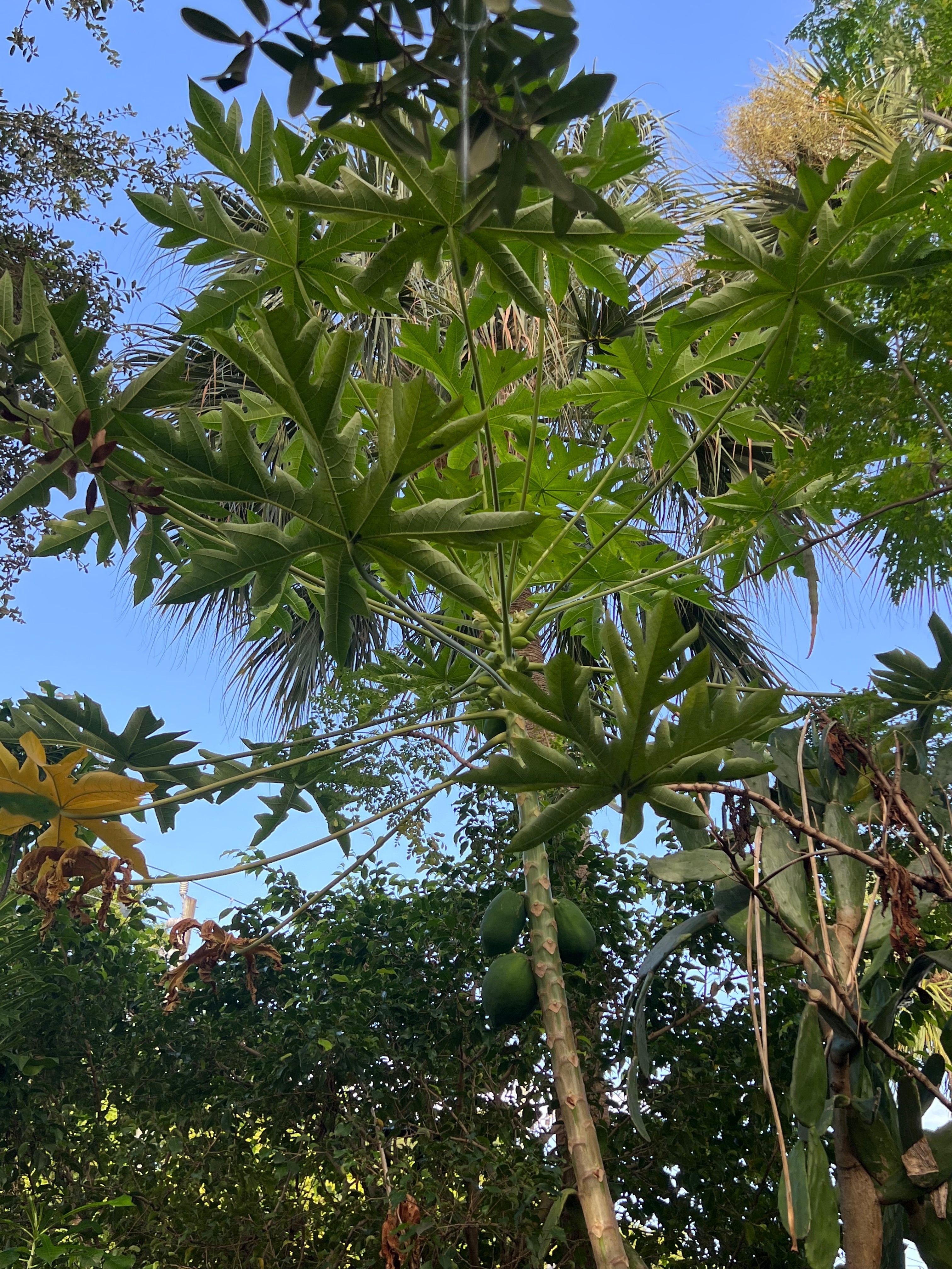 Ripkitty - Florida Carica Papaya Seeds - Plant Tall Tropical Trees