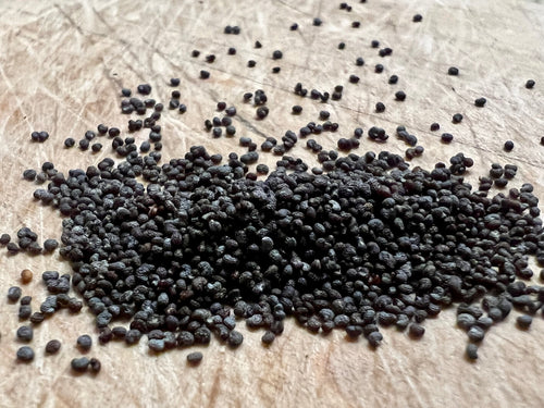 Ripkitty - Blue Poppy Spain Seeds - Ornamental Garden Seeds