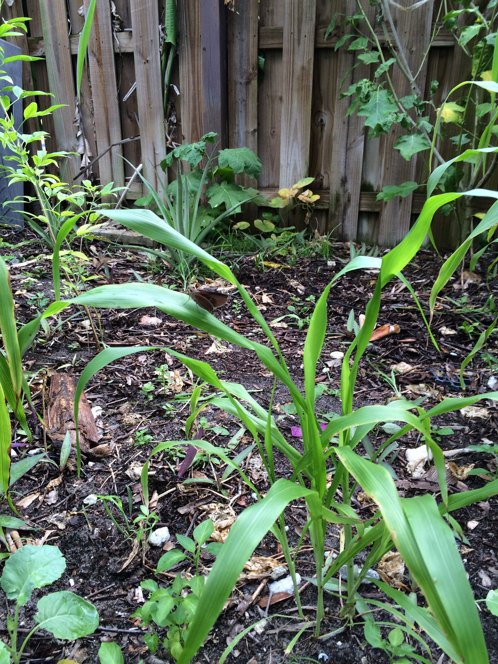 Ripkitty Sorghum Bicolor, (Milo Short) Seeds
