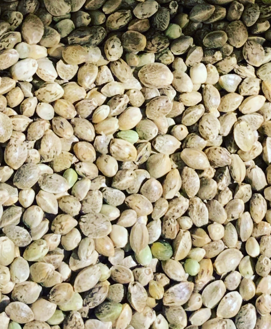 Ripkitty Premium Raw Viable Sprouts Organic Whole Hemp Seeds