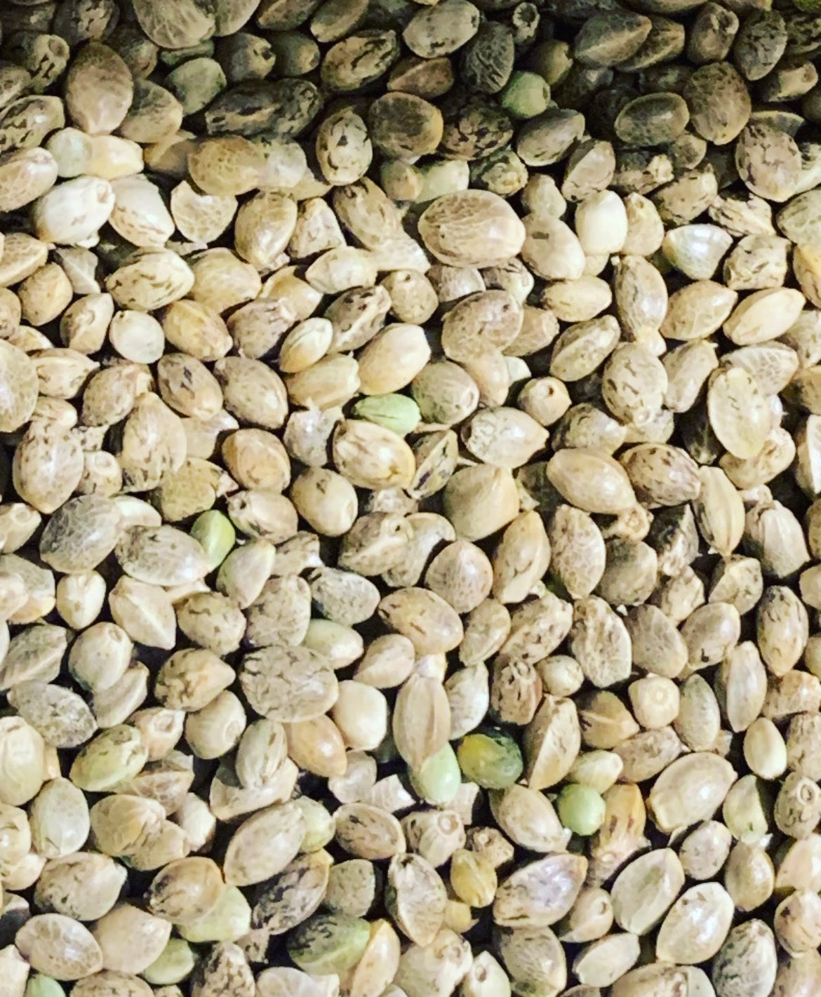 Ripkitty Premium Raw Viable Sprouts Organic Whole Hemp Seeds