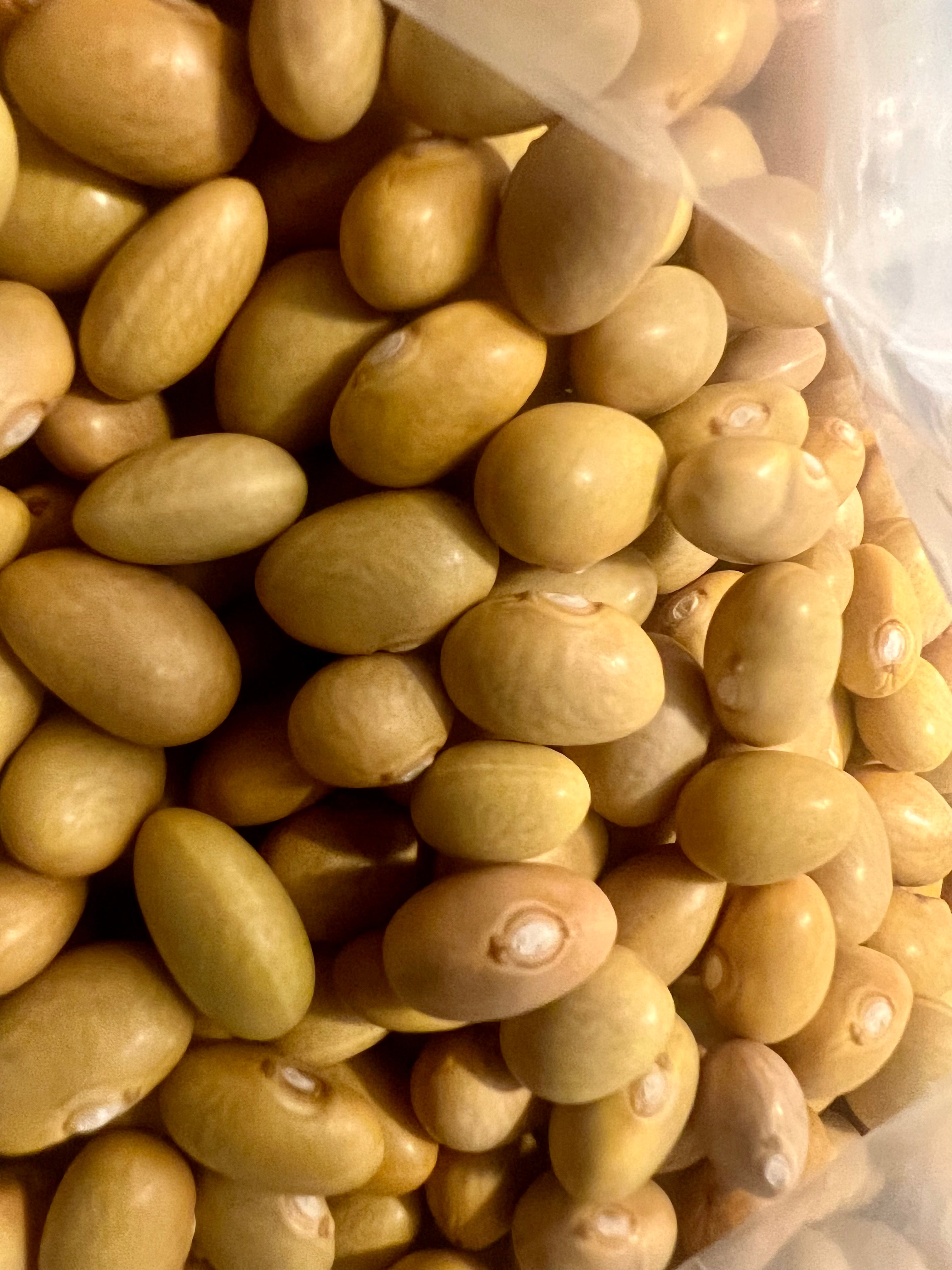 Ripkitty Organic Canary Mayocoba Bean Seeds - Peruvian Peruano Heirloom