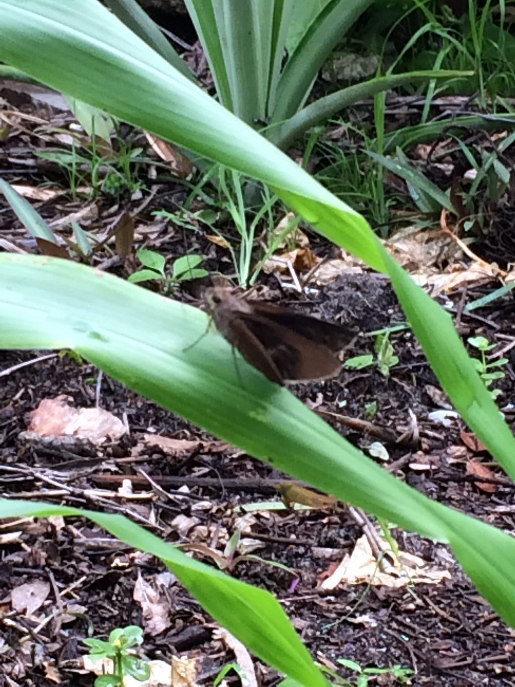Ripkitty Sorghum Bicolor, (Milo Short) Seeds