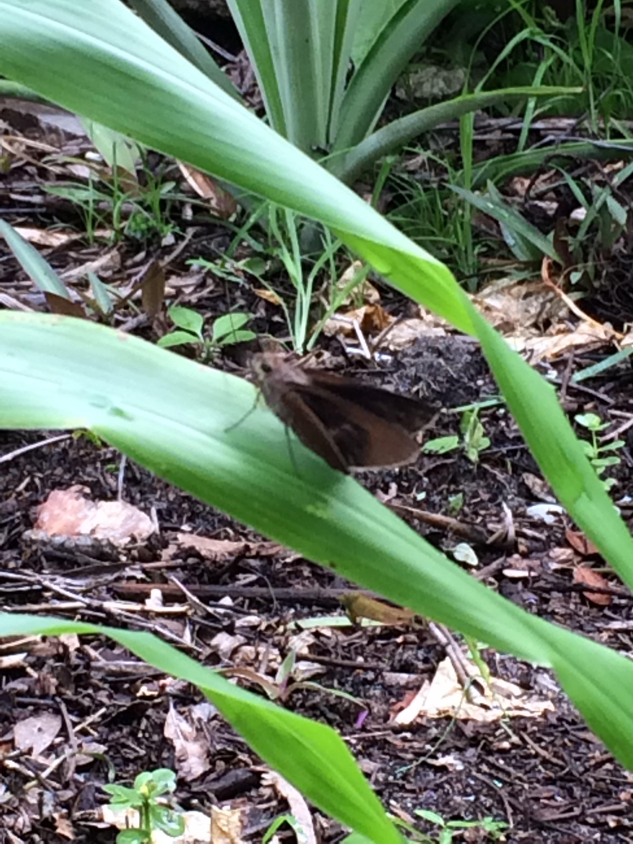 Ripkitty Sorghum Bicolor, (Milo Short) Seeds