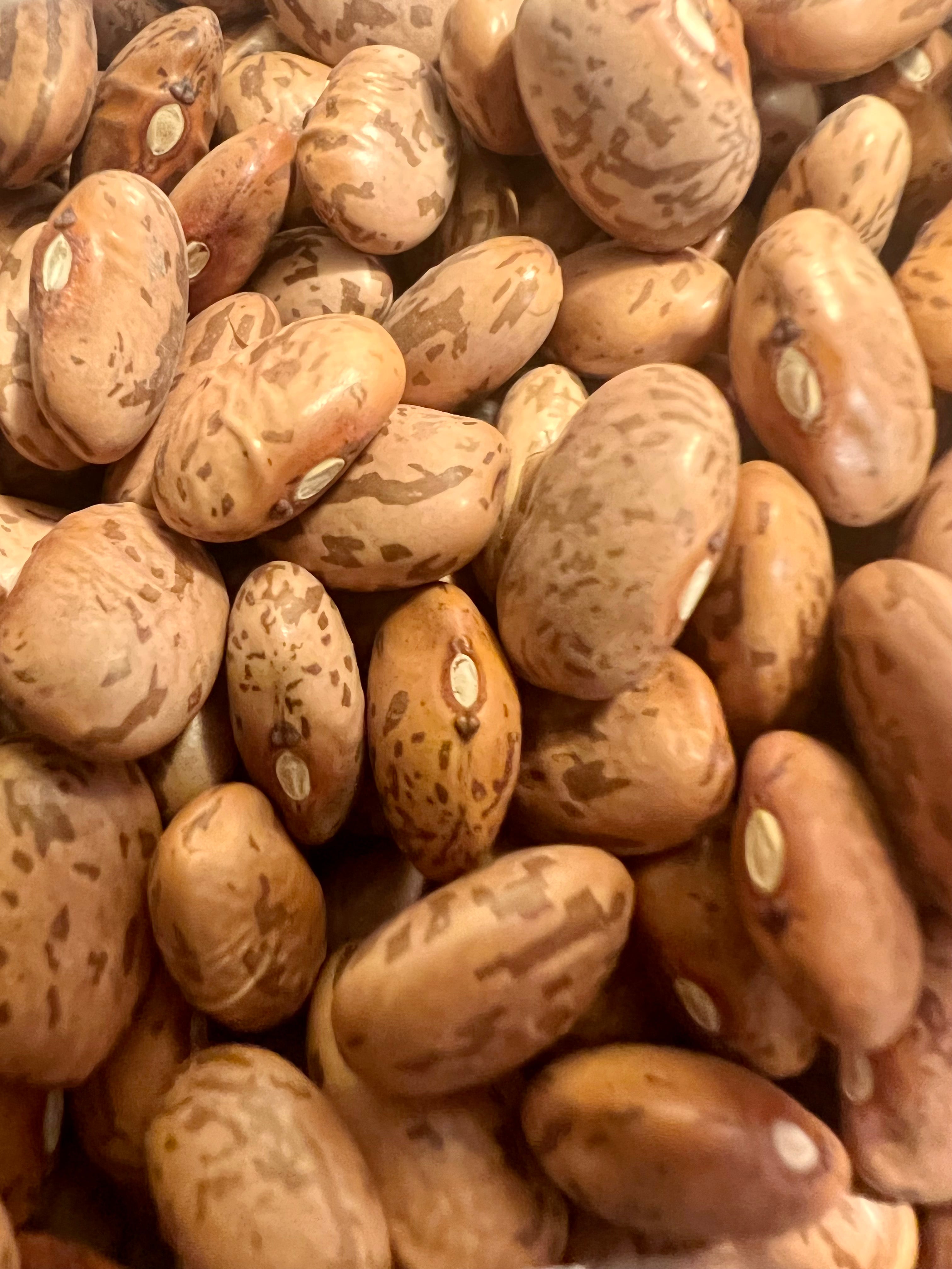 Ripkitty Premium Pinto (Phaseolus Vulgaris) Beans Seeds Drought-Tolerant