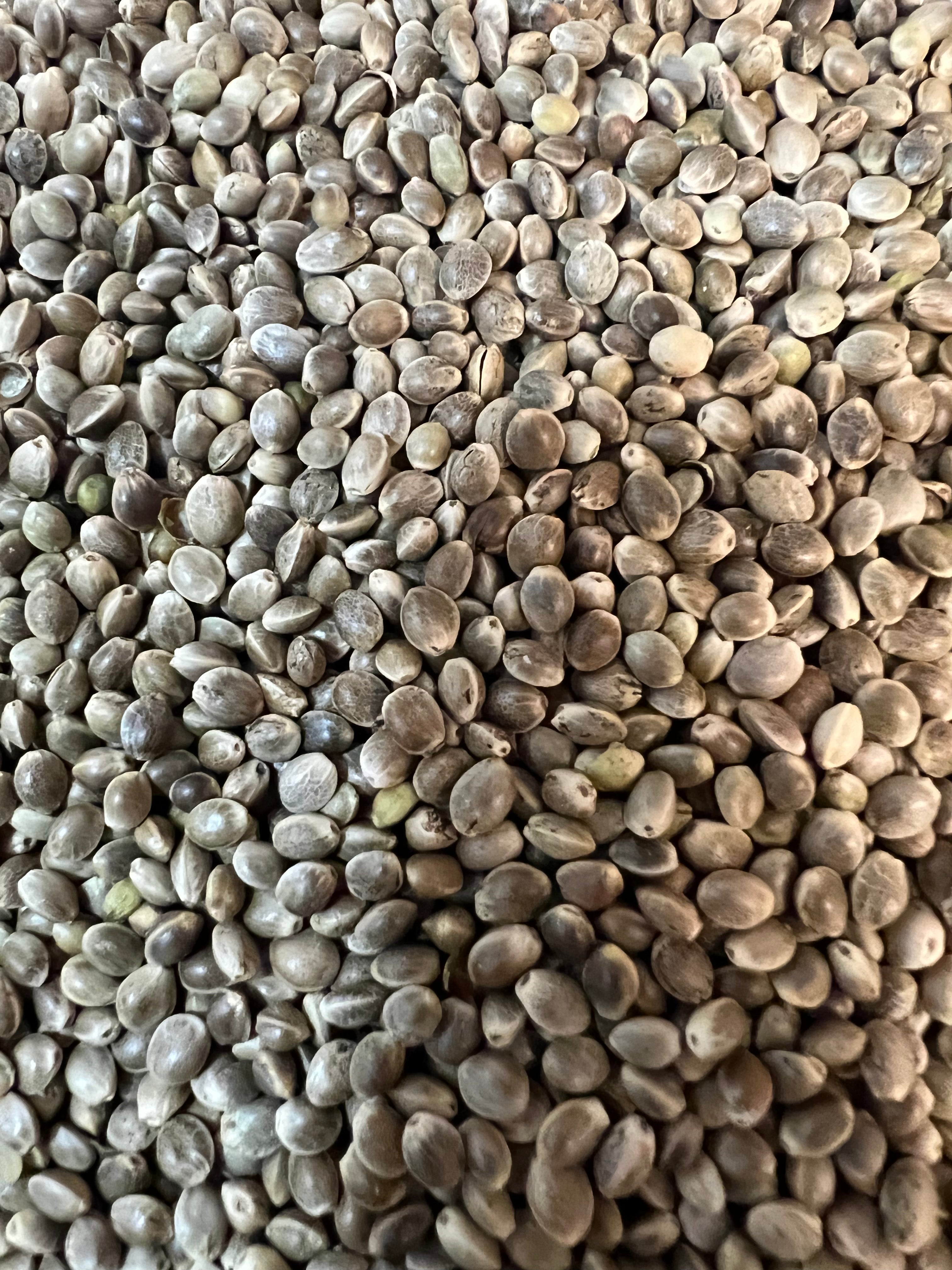 Ripkitty Premium Raw Viable Sprouts Organic Whole Hemp Seeds