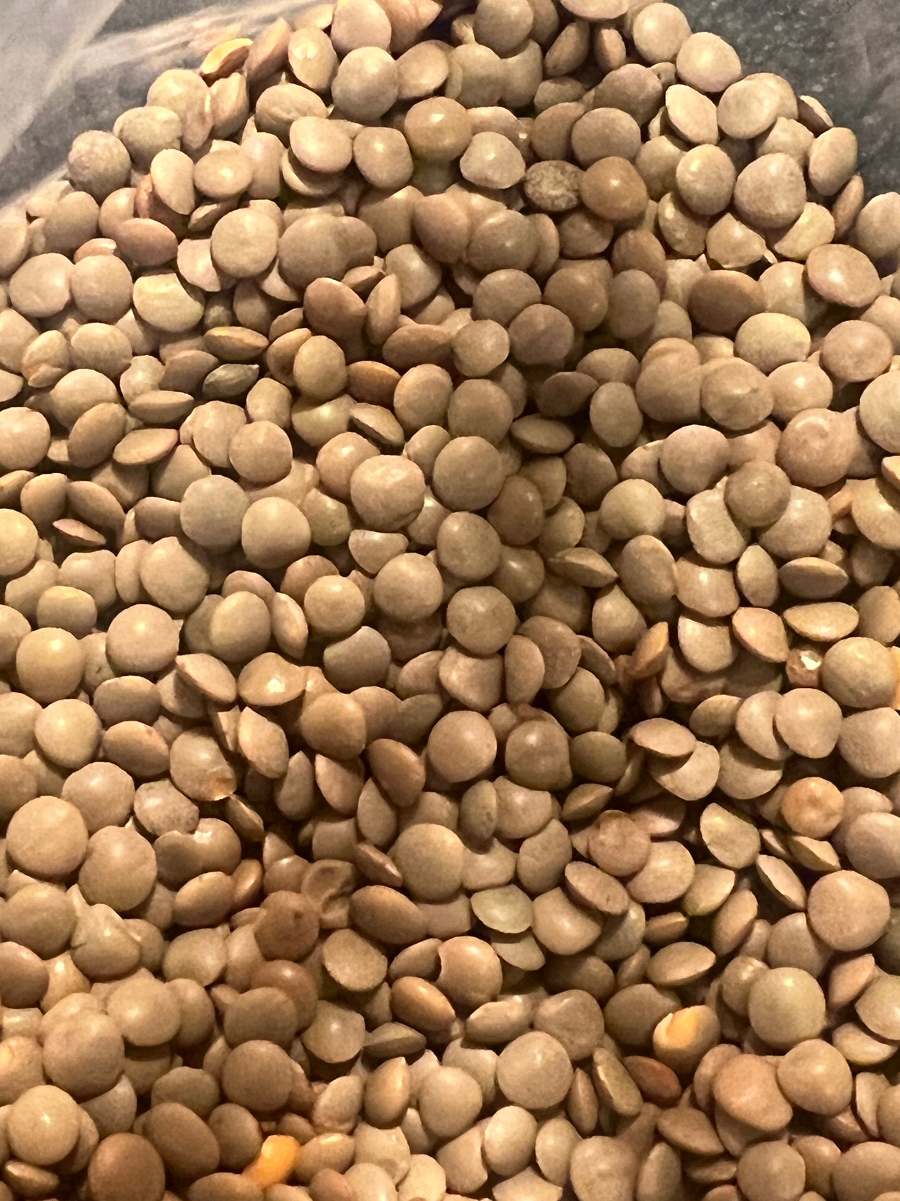 Ripkitty Masoor (Lens culinaris) Lentil Seeds for Sprouting