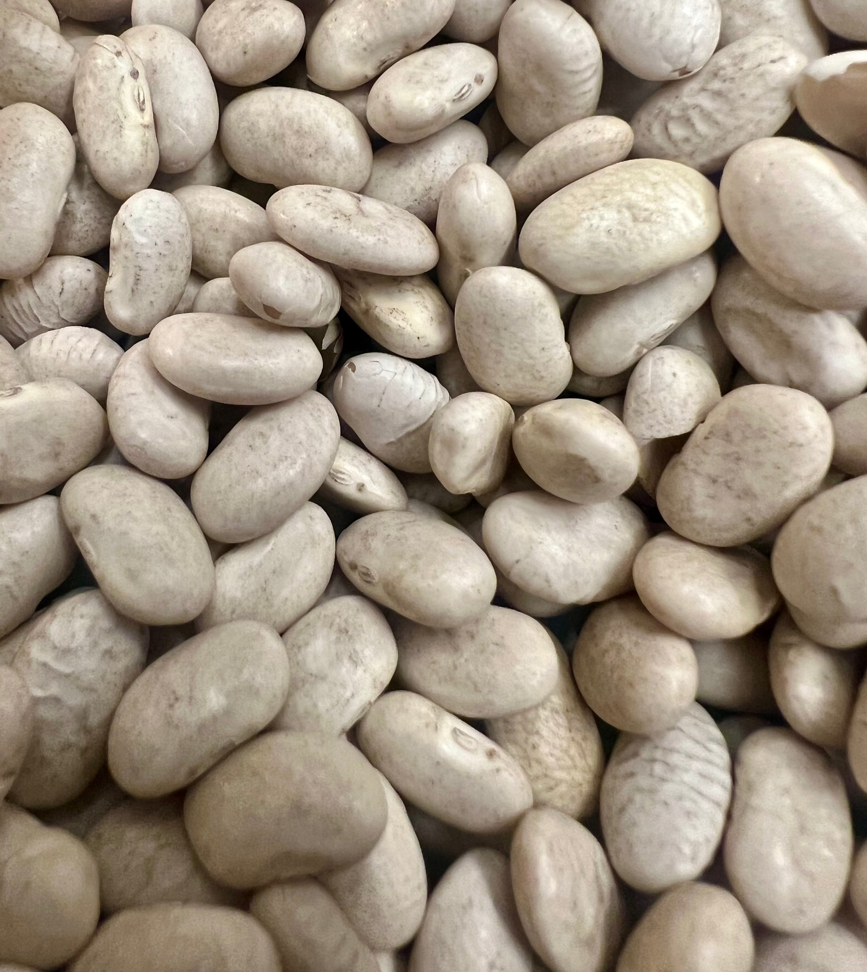 Ripkitty Premium Cannellini Bean Seeds - White Kidney Garden Variety
