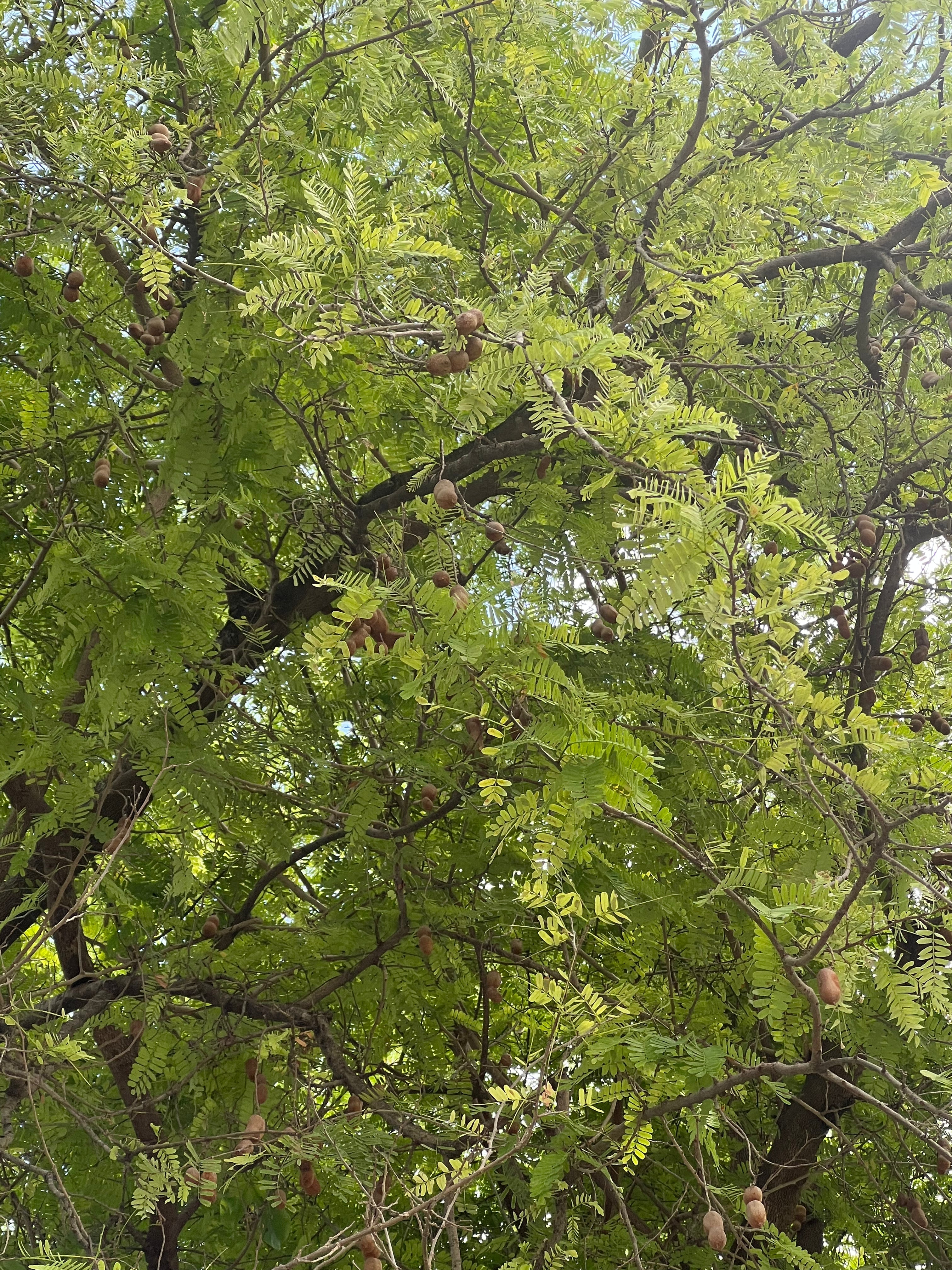 Ripkitty Premium Tamarindus Indica “Sweet Tambarind” Variety Seeds