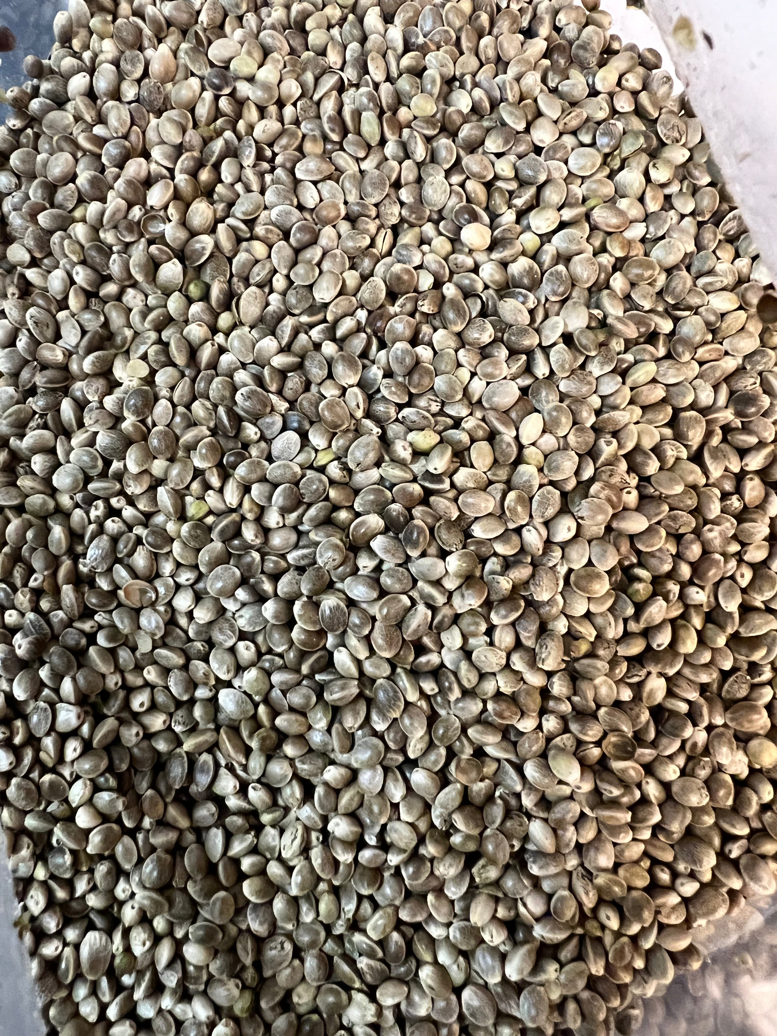 Ripkitty Premium Raw Viable Sprouts Organic Whole Hemp Seeds