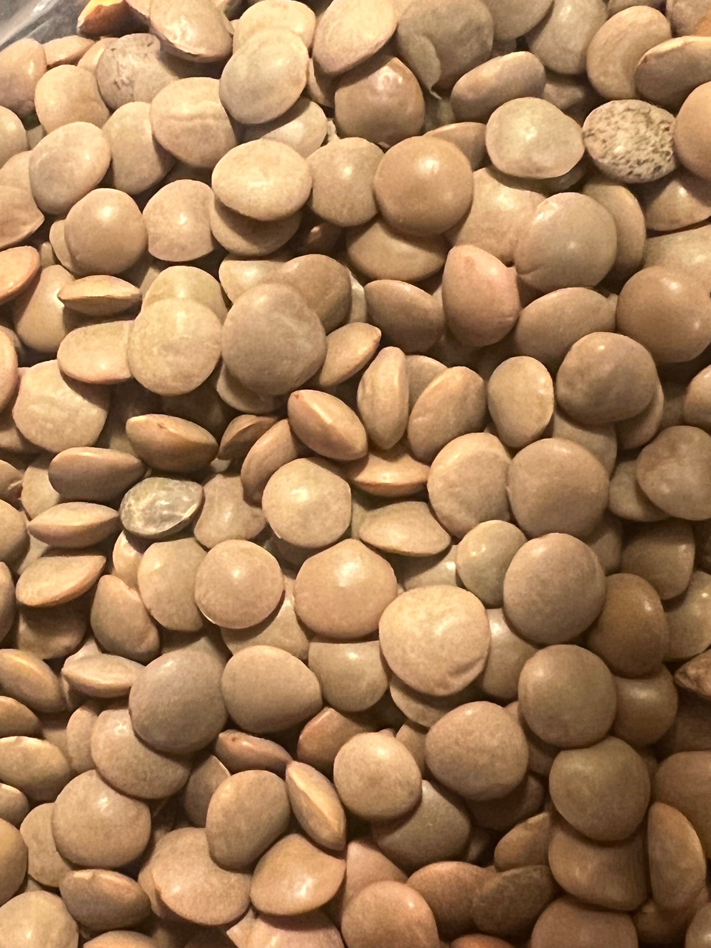 Ripkitty Masoor (Lens culinaris) Lentil Seeds for Sprouting