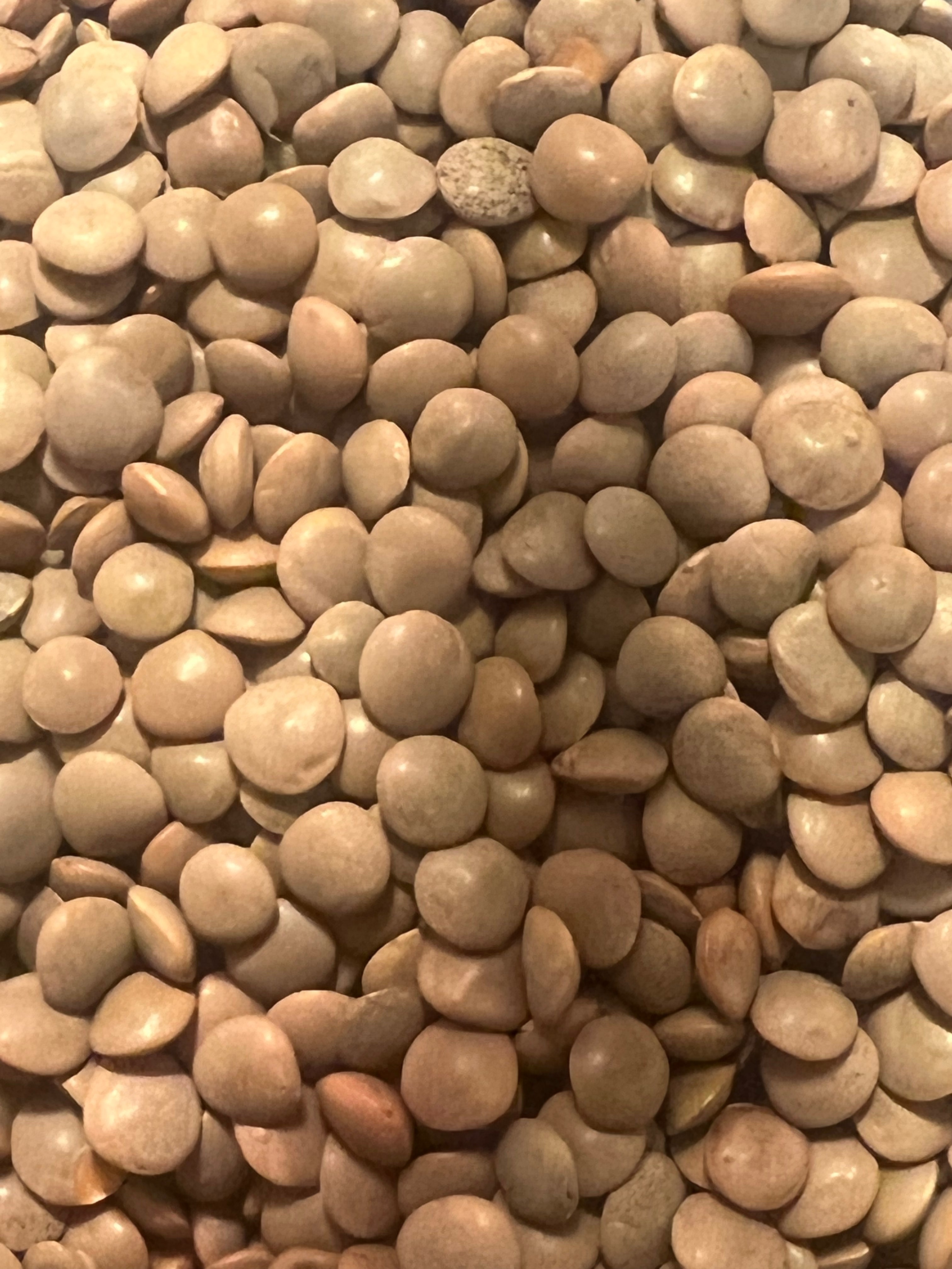 Ripkitty Masoor (Lens culinaris) Lentil Seeds for Sprouting