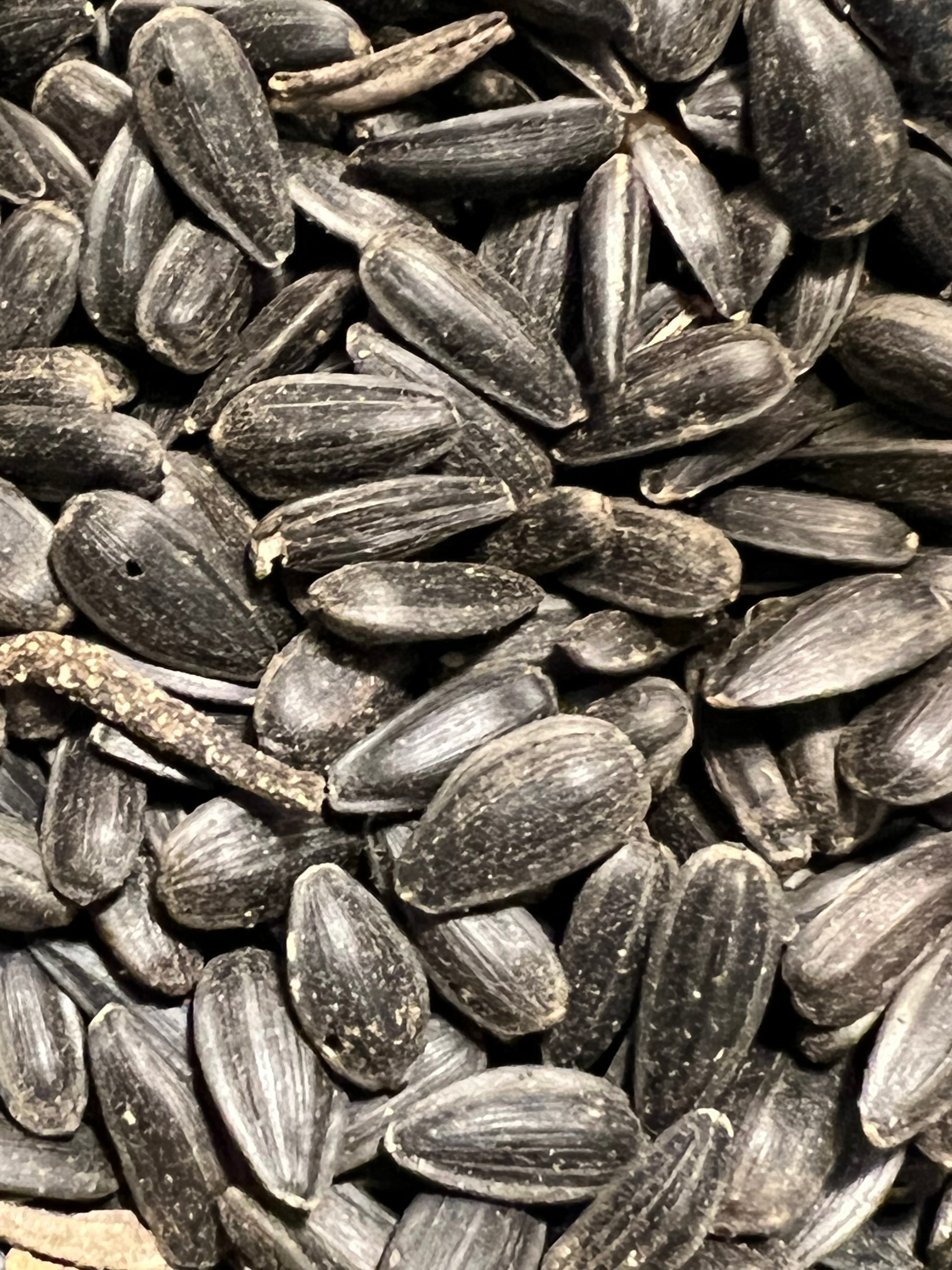 Ripkitty Premium Black Oil Sunflower Seeds