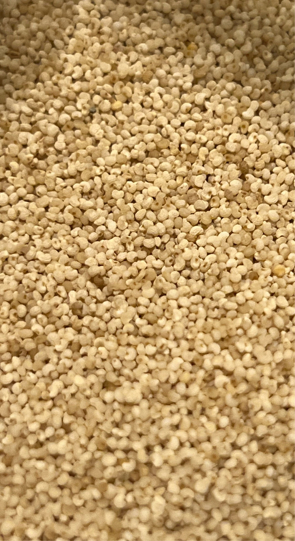 Ripkitty - White Poppy Seeds - Multicolor Ornamental