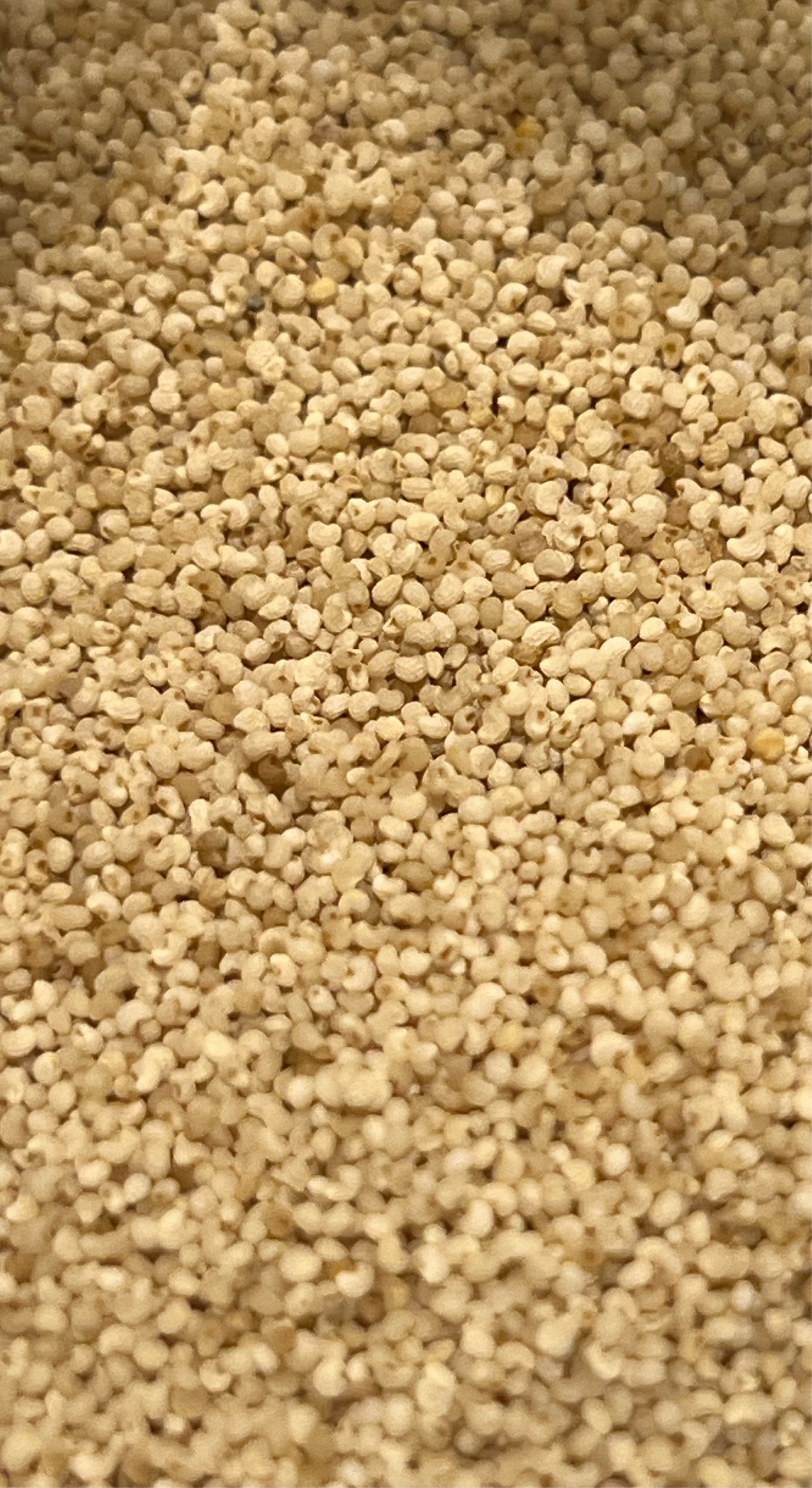 Ripkitty - White Poppy Seeds - Multicolor Ornamental