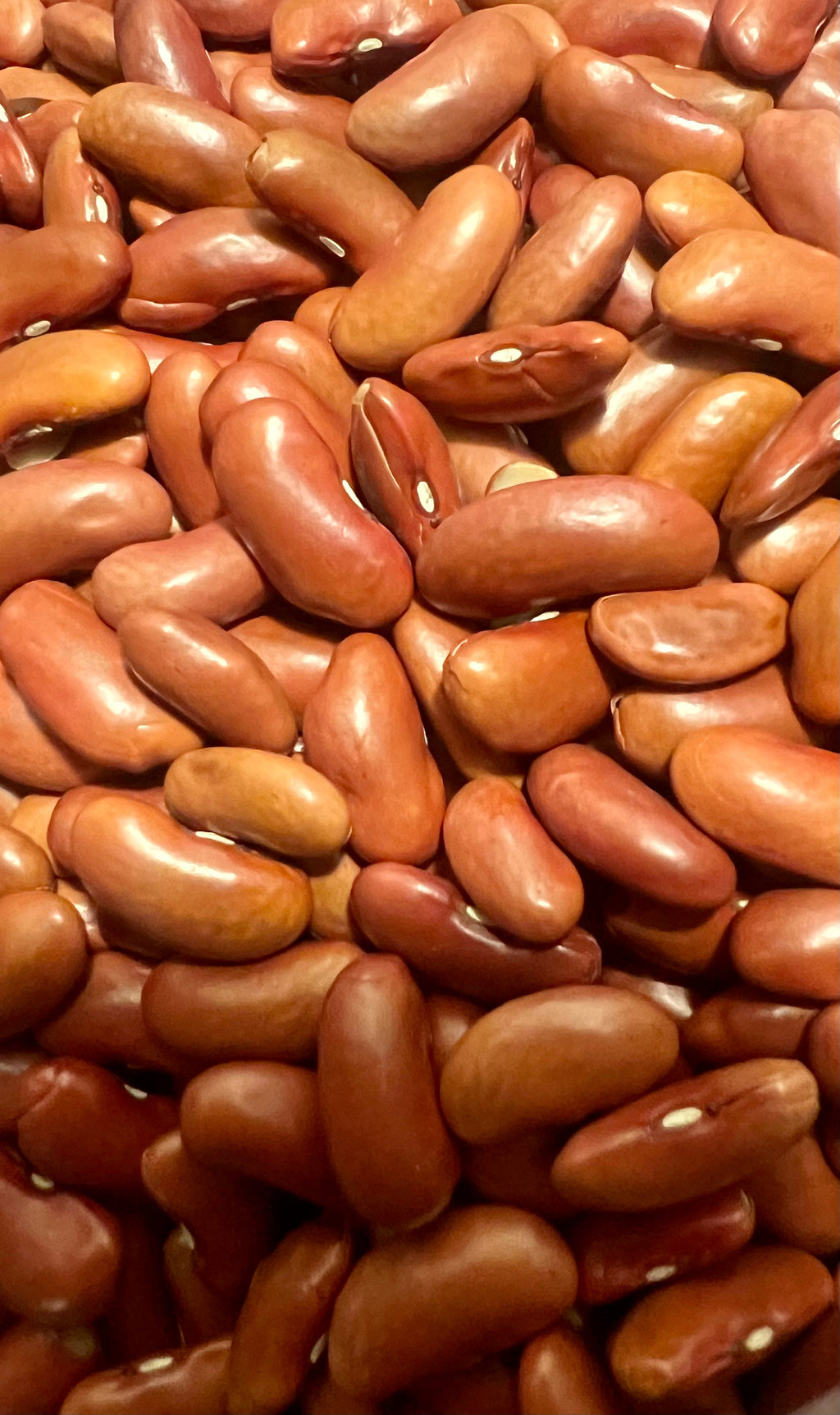 Ripkitty Red Kidney Beans Seed Grains Drought-Tolerant