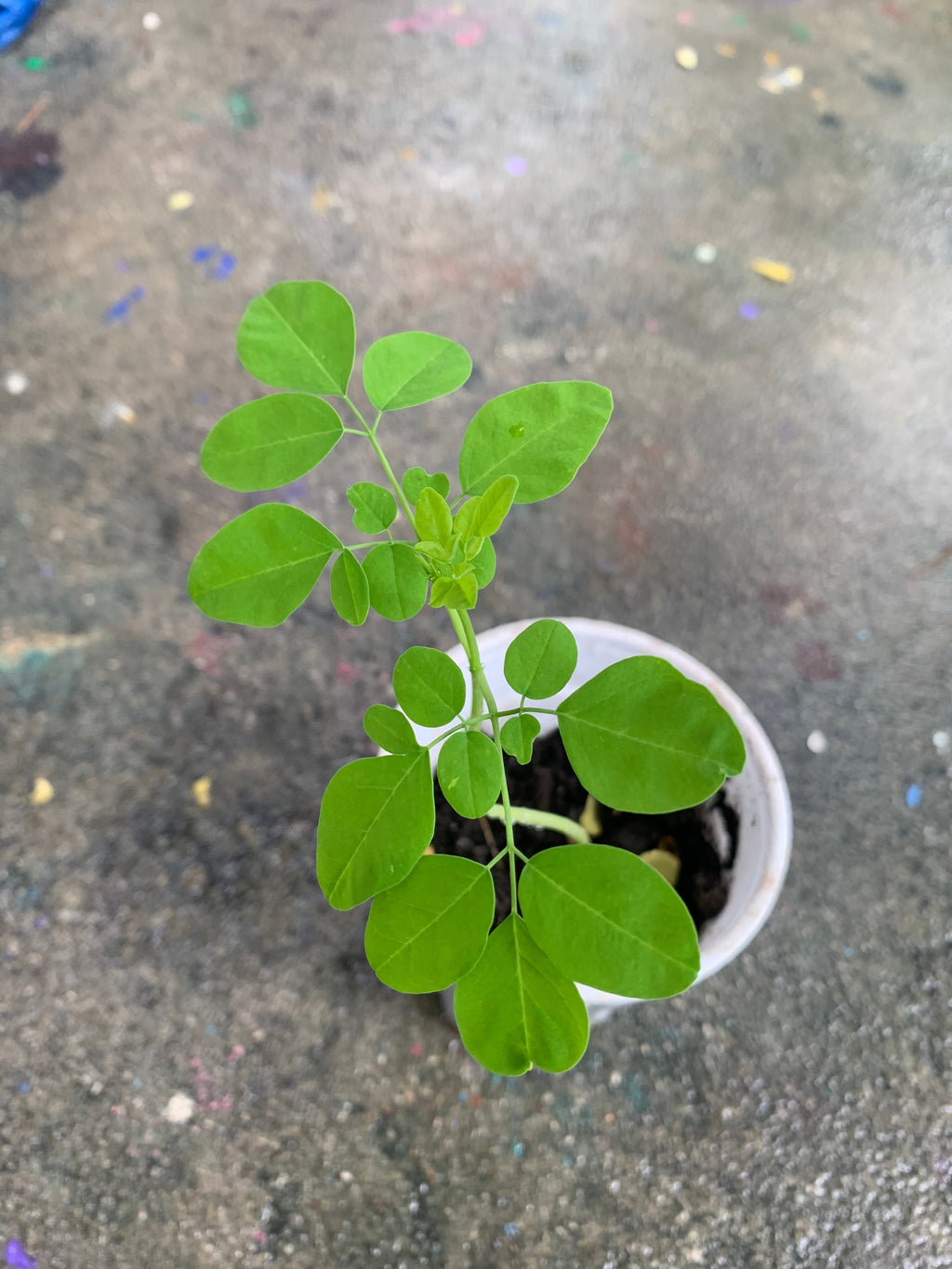 Ripkitty Moringa Oleifera Wingless Seeds, Nuts