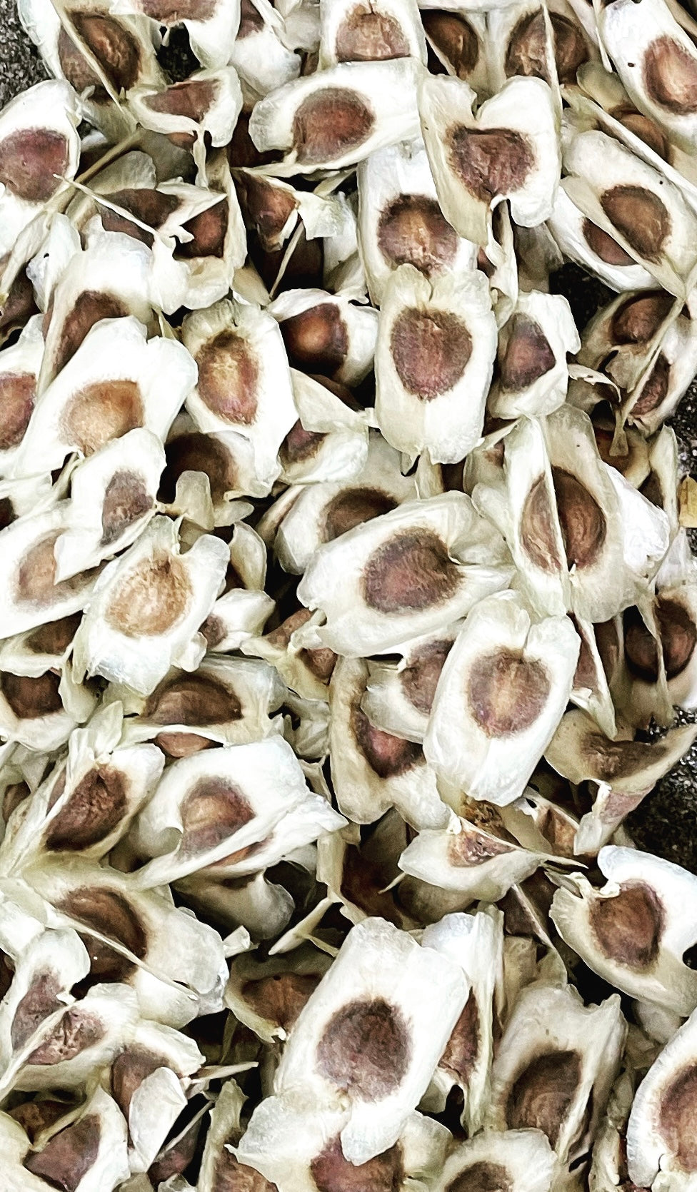 Ripkitty Moringa Oleifera Wingless Seeds, Nuts