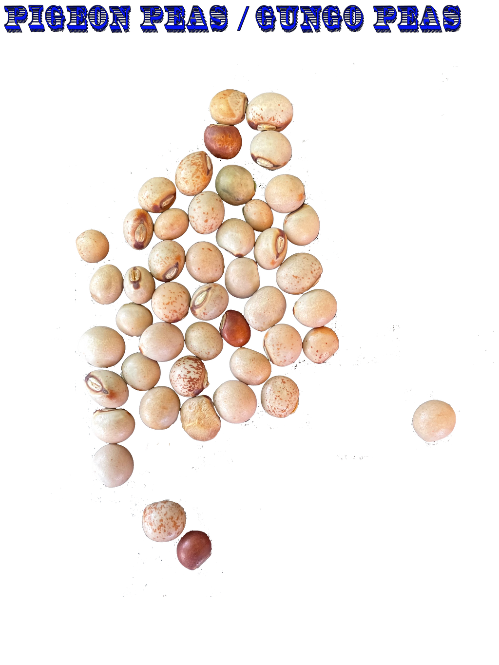 Ripkitty Premium Pigeon Peas (Gungo) Cajanus Cajan