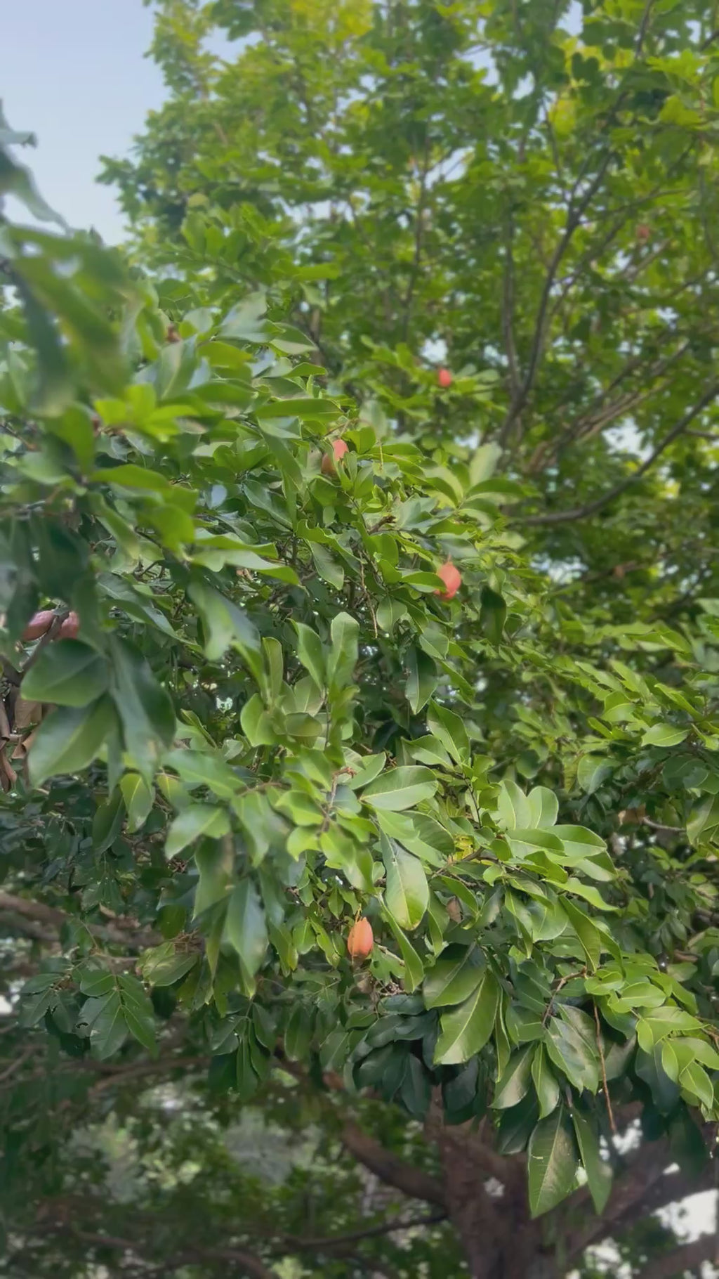 Ripkitty Ornamental "Soft" Ackee Seeds | Blighia Sapida Tropical Jamaican Botanical