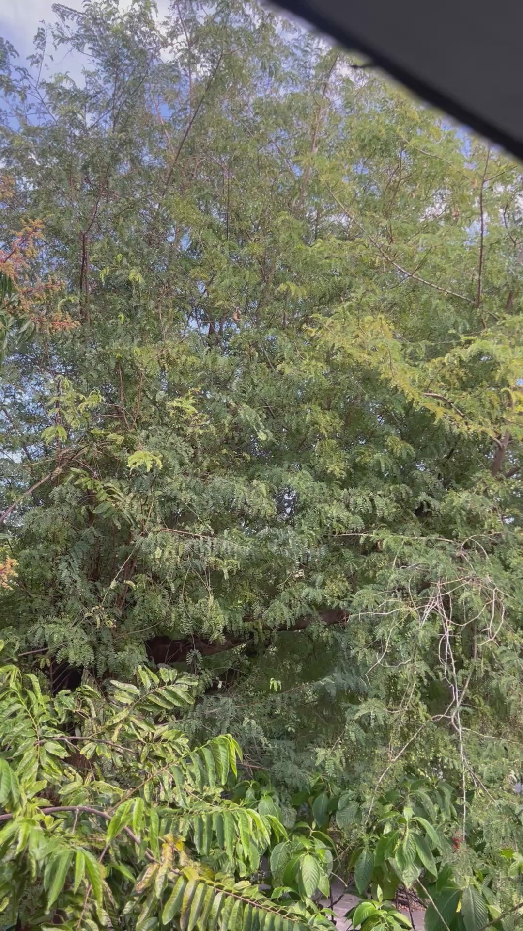 Ripkitty Premium Sweet Tamarind Seeds (Tamarindus Indica) | Tropical Fruit Tree Seeds
