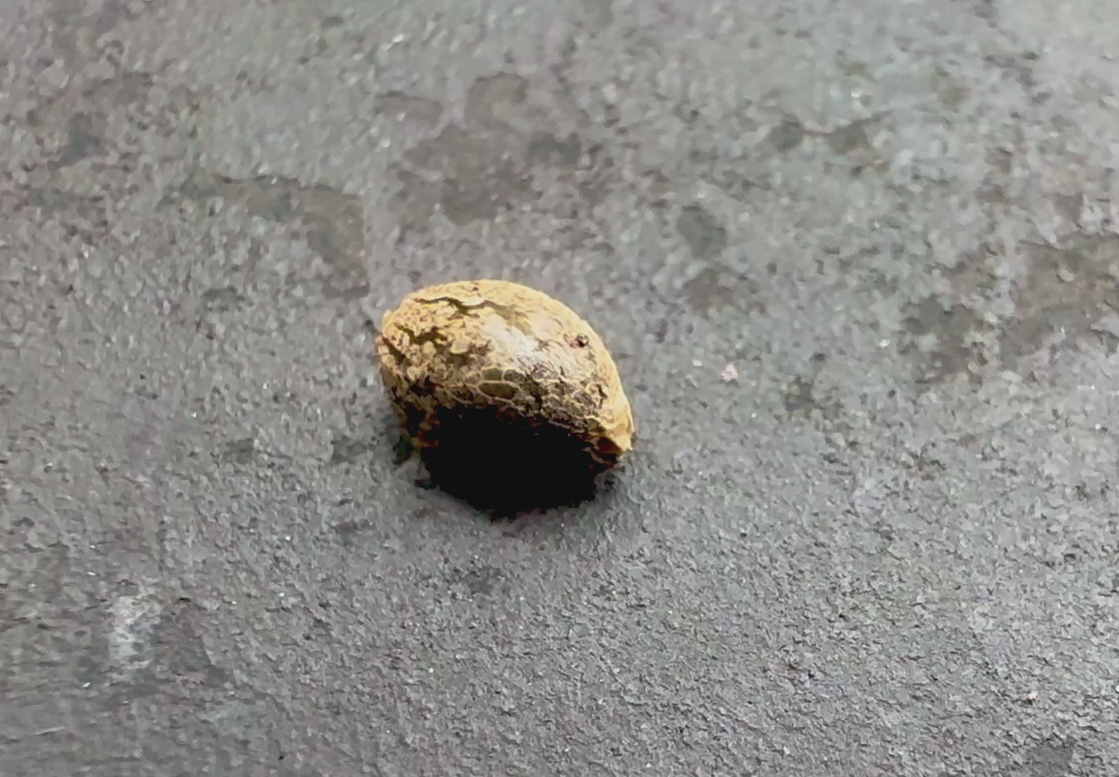 Video showcasing Ripkitty international and domestic raw viable hemp seeds — featuring close-up macro views of seed highlighting natural shell texture, color variation, and seed quality