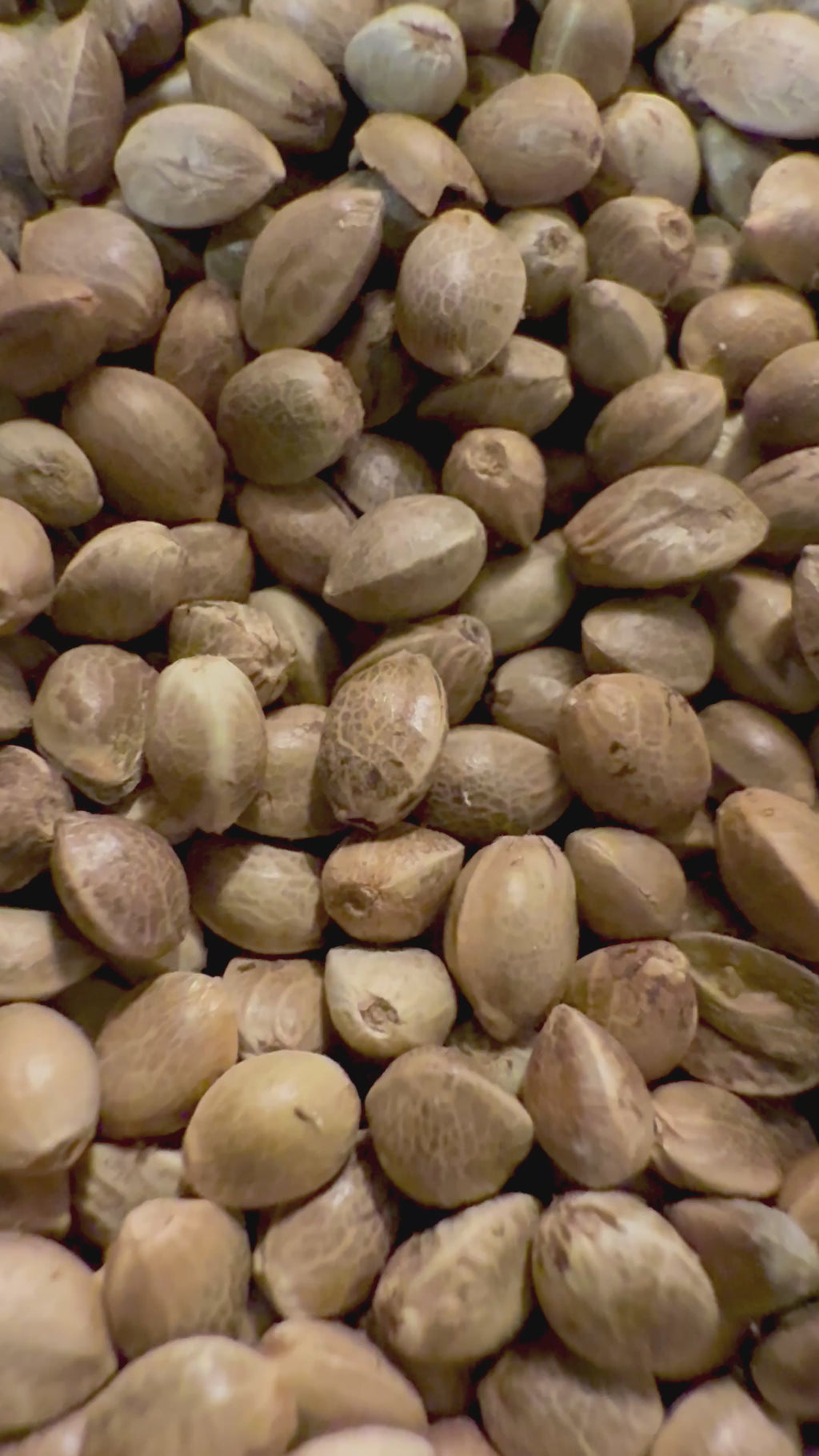 Ripkitty Premium Raw Viable Sprouts Organic Whole Hemp Seeds
